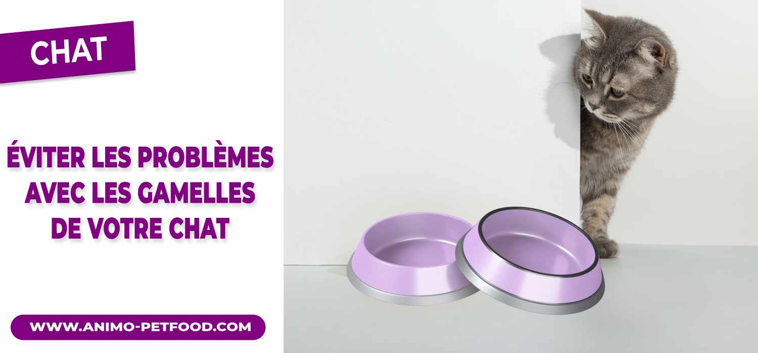 éviter les problèmes avec les gamelles de votre chat